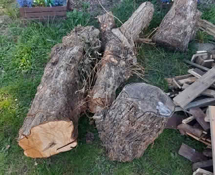 Photo of free Wood for log burner or general fire (Wickford Essex SS12) #1