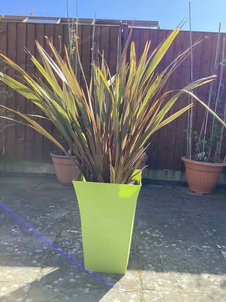 Photo of free New Zealand flax plant (Llandudno LL30) #1