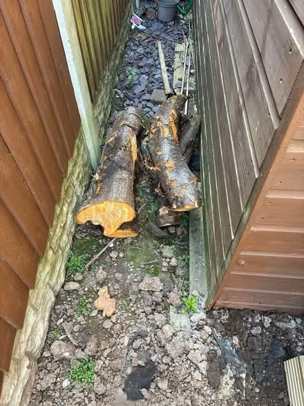 Photo of free Plum wood (DE73) #1