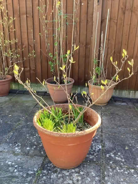 Photo of free Small magnolia tree (Llandudno LL30) #1