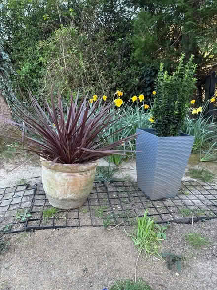 Photo of free Potted Plants (Chineham RG24) #1