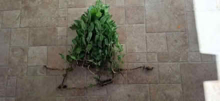 Photo of free Mint from my garden (Malvern WR14) #1