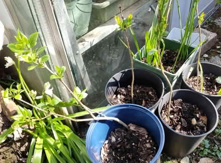 Photo of free Young lilacs (Waterlooville PO7) #1