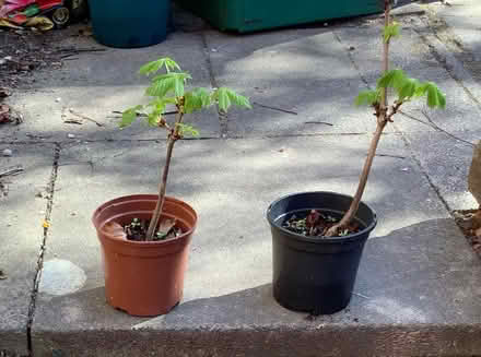 Photo of free Horse Chestnut tree saplings (Burghfield Common RG7) #1