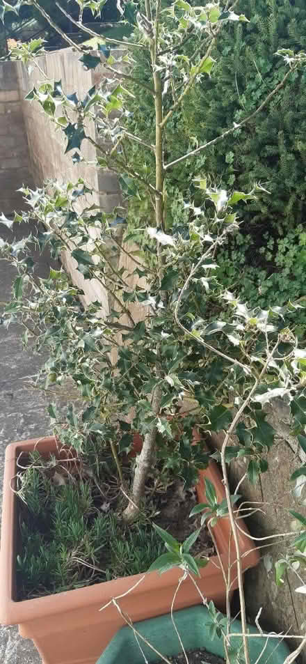 Photo of free Garden plants (Old Town BN20.) #1