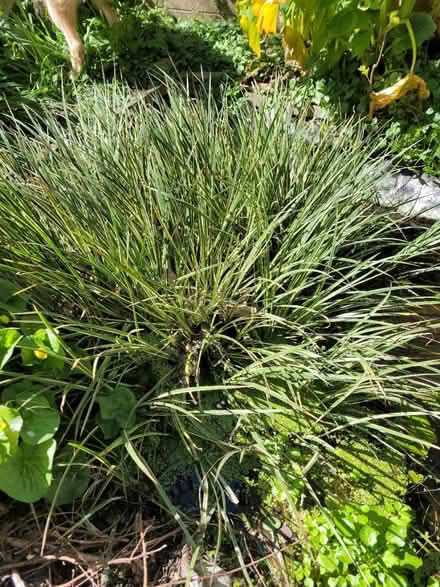 Photo of free Pond plants in need of a pond (BN1) #2