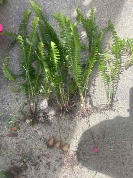 Photo of free Succulent Paddle Plant Cuttings (95129) #2