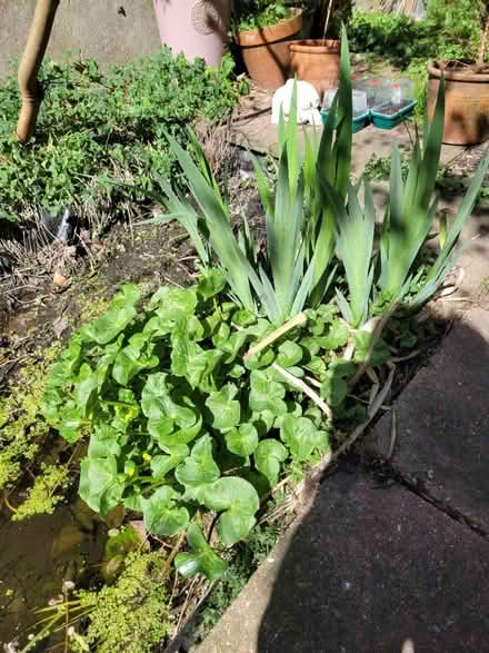Photo of free Pond plants in need of a pond (BN1) #3