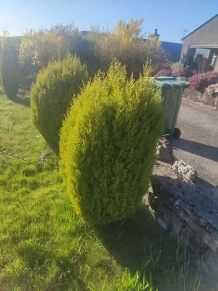 Photo of free 2 lemon scented conifers (Endmoor LA7) #1