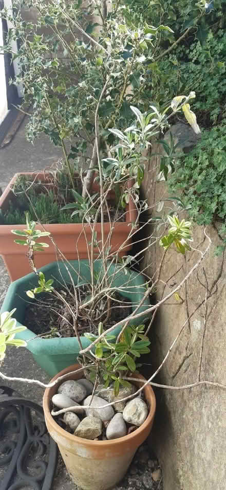 Photo of free Garden plants (Old Town BN20.) #2