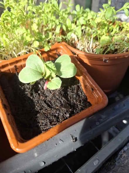 Photo of free Radish Seedlings (TN24) #3