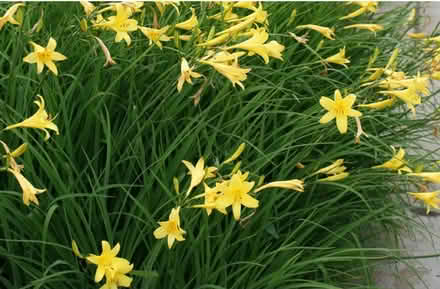 Photo of free Day lilies- ready to plant (Gaurlford WR14) #2