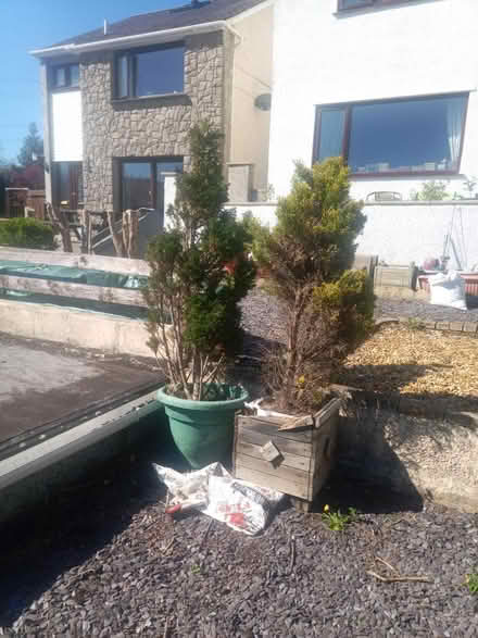 Photo of free Sad looking conifers (Penisa'r Waun LL55) #1