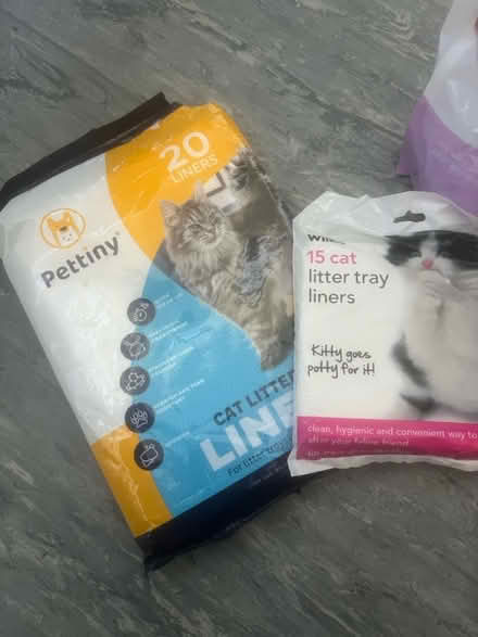 Photo of free Cat kitten (Barkingside) #2