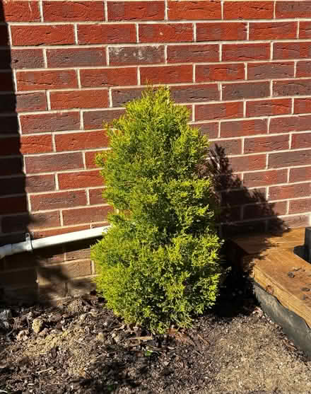 Photo of free Vibrant yellow/green conifer, 1m (Hinchley Wood KT10) #1