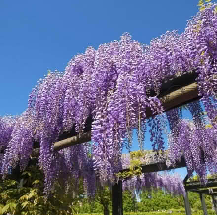 Photo of Wisteria, clematis cuttings (Leyton E10) #1