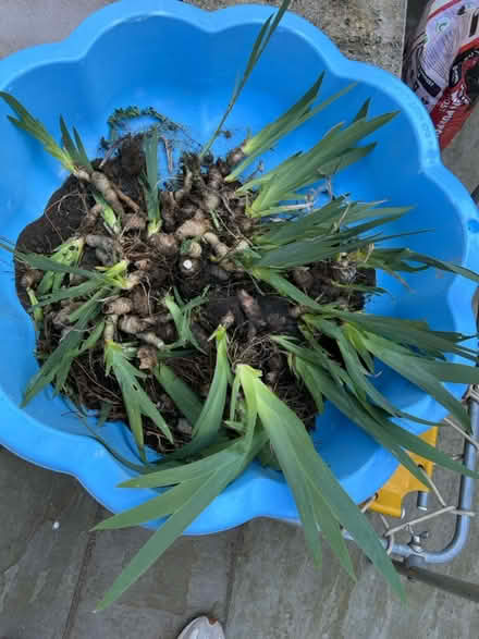 Photo of free Purple iris’ (Littlemore, OX4) #1