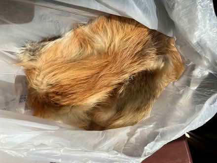 Photo of free red fox pelt (south sunnyvale) #1