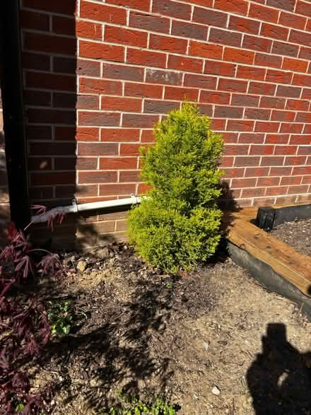 Photo of free Vibrant yellow/green conifer, 1m (Hinchley Wood KT10) #2