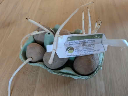 Photo of free Seed potatoes (Glenageary) #2