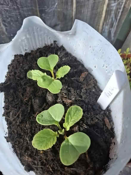 Photo of free Radish Seedlings (TN24) #1
