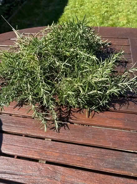 Photo of free Rosemary (Norbury CR7) #1