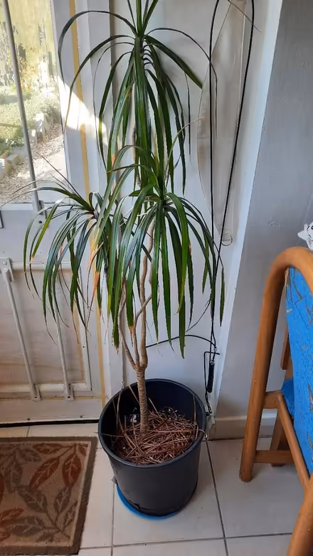 Photo of free House plant (Rose Hill OX4) #1