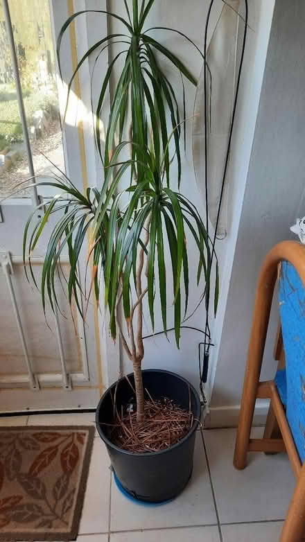 Photo of free House plant (Rose Hill OX4) #1