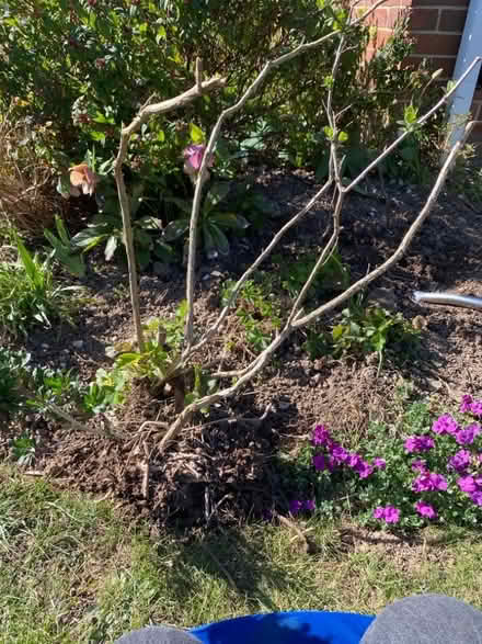 Photo of free Pretty pink shrub (CT10) #1