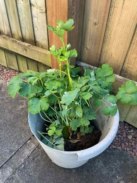 Photo of free Aquilegia plant (Carlisle CA1) #1