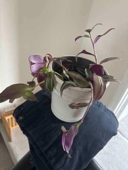 Photo of free Unhappy Tradescantia (Broomgrove TN34) #1