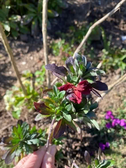 Photo of free Pretty pink shrub (CT10) #2