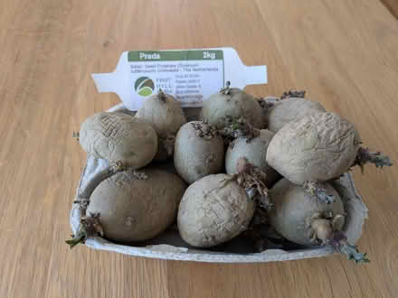 Photo of free Seed potatoes (Glenageary) #1