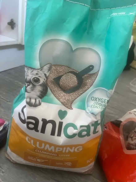Photo of free Cat kitten (Barkingside) #1