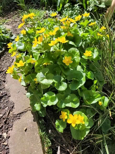 Photo of free Pond plants in need of a pond (BN1) #1