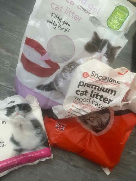 Photo of free Cat kitten (Barkingside) #3