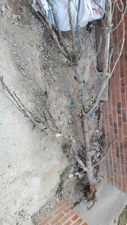 Photo of free Pear tree (Sheffield) #1