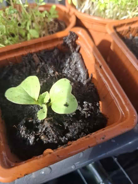 Photo of free Radish Seedlings (TN24) #2