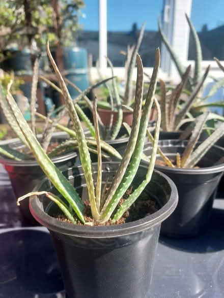 Photo of free Aloe Vera potted plant (SM6) #1
