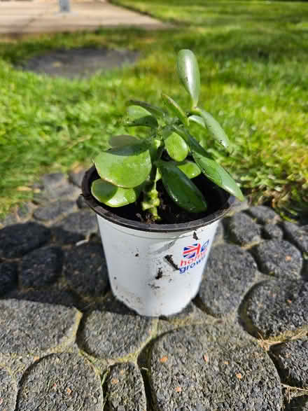 Photo of free Jade tree houseplants (Boulton Moor DE24) #1