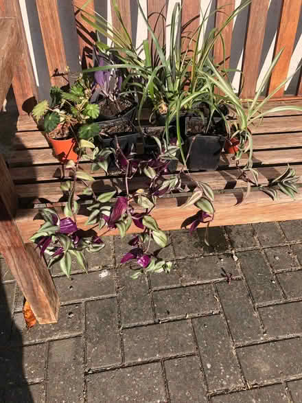 Photo of free Indoor plants (Lydiard Millicent SN5) #1