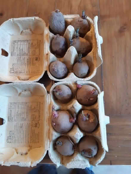 Photo of free Seed potatoes (Woodseats S8) #1