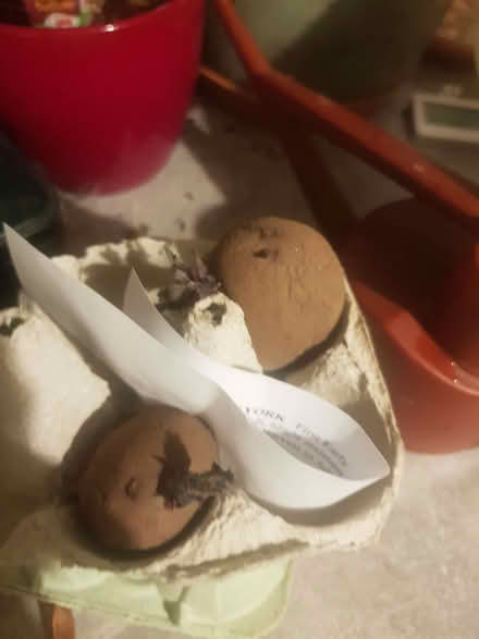 Photo of free Seed potatoes (Loughborough LE11) #1