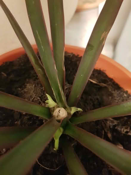 Photo of free Dracaena plant (Loughborough LE11) #2
