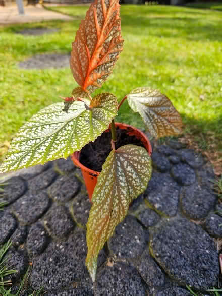 Photo of free Begonia houseplants (Boulton Moor DE24) #1