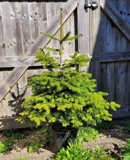 Photo of free Nordmann fir - 4 feet tall tree growing in pot (Downham Market PE38) #1