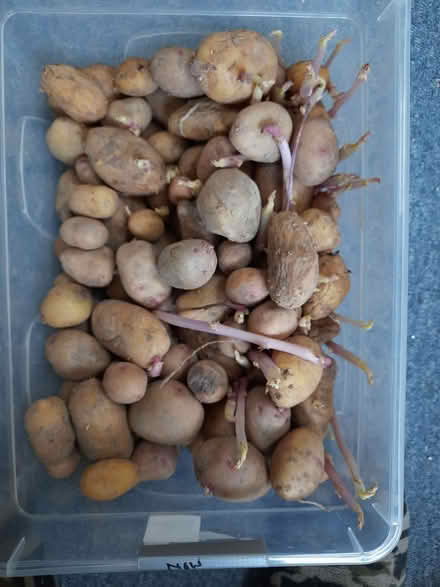 Photo of free Charlotte (probably) seed potatoes - organic ! (Fairlight TN35) #1