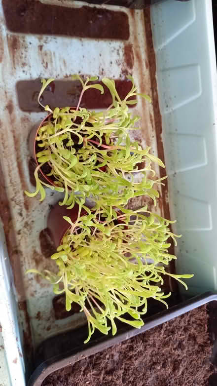 Photo of free Mesembryanthemum seedlings (Southbourne BH6) #1