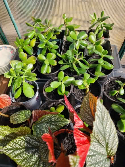 Photo of free Jade tree houseplants (Boulton Moor DE24) #2