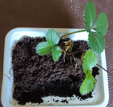Photo of free Strawberry plants (Iffley OX4) #1
